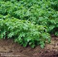 معرفی و راهنمای پرورش سبزی جات غیر برگی - سیب زمینی